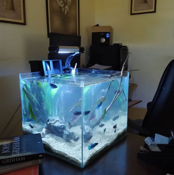Aquariana 1