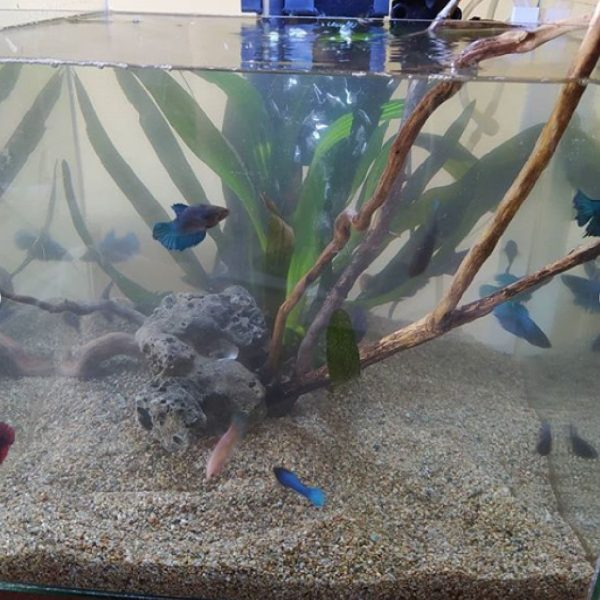 Aquariana 1 - Image 5
