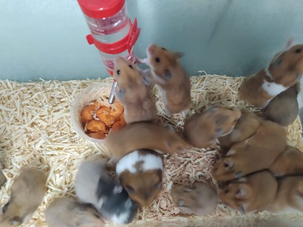 hamster