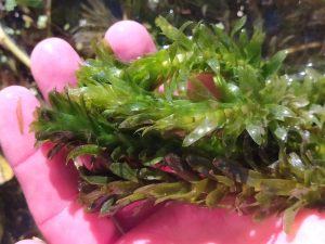 PLANTAS - ELODEA