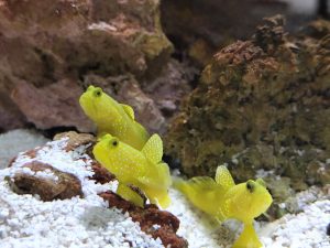 gobio-amarillo