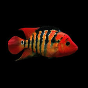 cichlasoma-festae-red-terror
