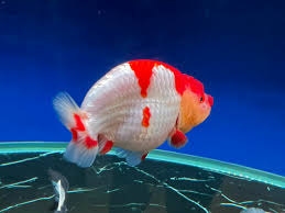 BUFFALO RANCHU - IMPORTADO