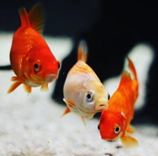 mix-de-peces-cometa