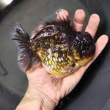 oranda-calico-shortail-importado