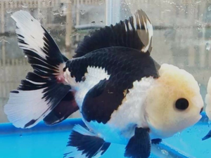 oranda-red-cabeza-de-leon-linea-pura-tamano-3