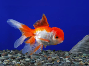 oranda-red-whiite-cabeza-de-leon-tamano-2