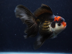 oranda-tricolor-full-black