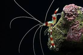 CAMARON RED BANDED