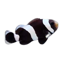 PAAYASO NEGRO