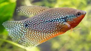 tricho-leeri