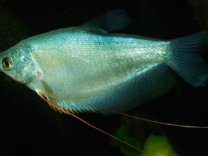 tricho-plzta